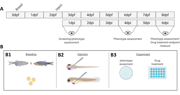 Zebrafish developmental timeline diagram; breeding, injection, screening phenotype experiment.