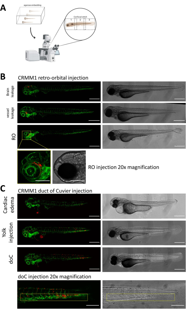 figure-results-1 Zebrafish injection study; Retro-orbital vs. duct of Cuvier; Confocal microscopy; Imaging results.
