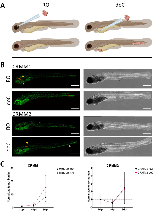 figure-results-2 Zebrafish tumor model comparison, injection method diagram, fluorescence microscopy results, tumor growth chart.
