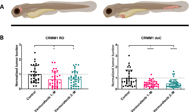 figure-results-3 Zebrafish tumor burden illustration and bar chart of CRMM1 treatment results with Vemurafenib.