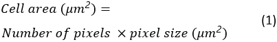 Equation of cell area calculation using pixel data; mathematical formula; microscopy analysis.