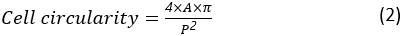 Cell circularity formula, 4πA/P², mathematical equation for morphology analysis.
