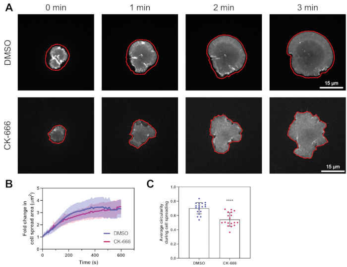 figure-results-4 Cell spreading kinetics; fluorescence microscopy time-lapse, graph analysis, DMSO vs CK-666 effect.