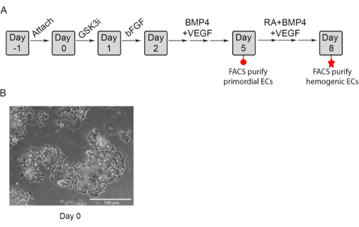 figure-results-1 Cell differentiation process diagram; experimental timeline, FACS purification, embryonic cells, Day 0.