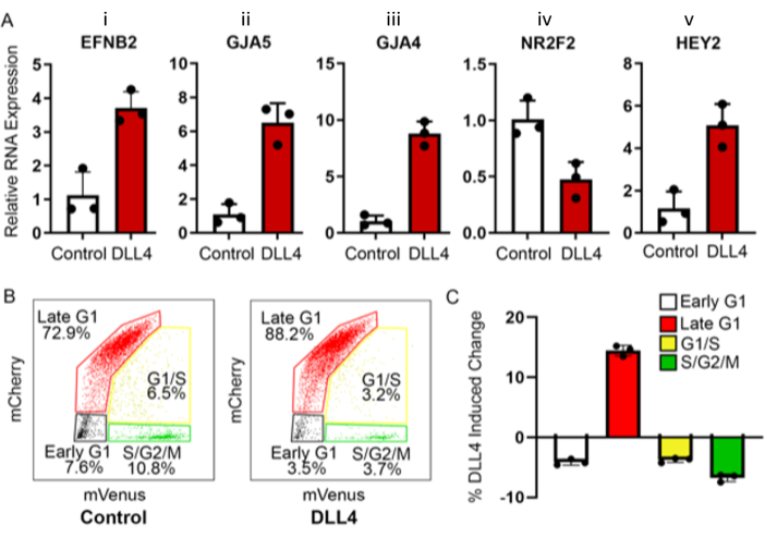 figure-results-3 RNA expression changes with DLL4; experiment results; bar charts and scatter plots; cell cycle.