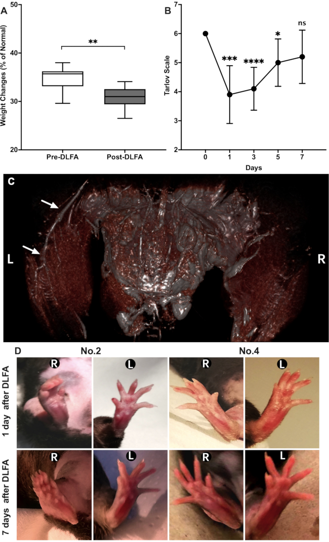 Weight changes graph and Tarlov scale plot pre- and post-DLFA, microscopy image, limb recovery.