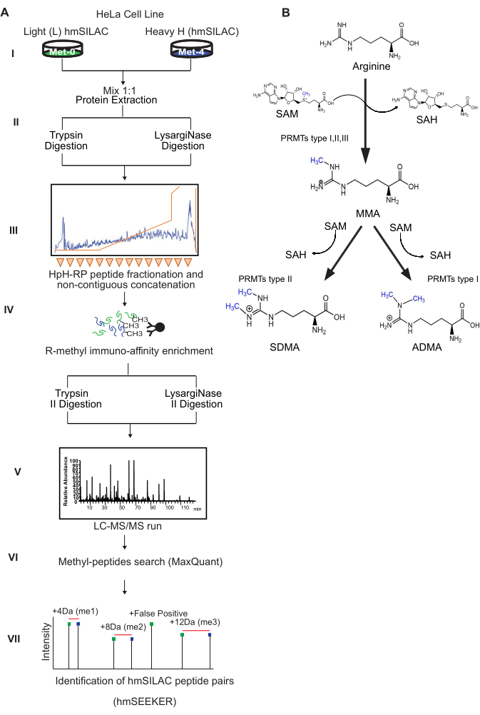 HeLa cell line labeling process with hmSILAC, peptide digestion, LC-MS/MS analysis, methylation pathway.