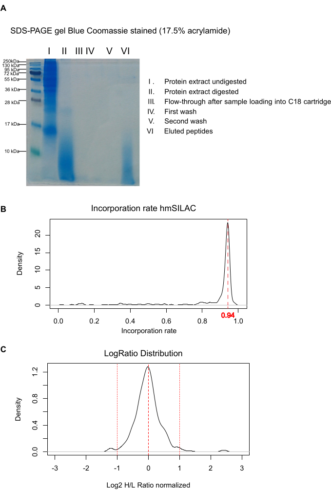 SDS-PAGE protein analysis, Coomassie stained gel, protein digestion, SILAC incorporation chart