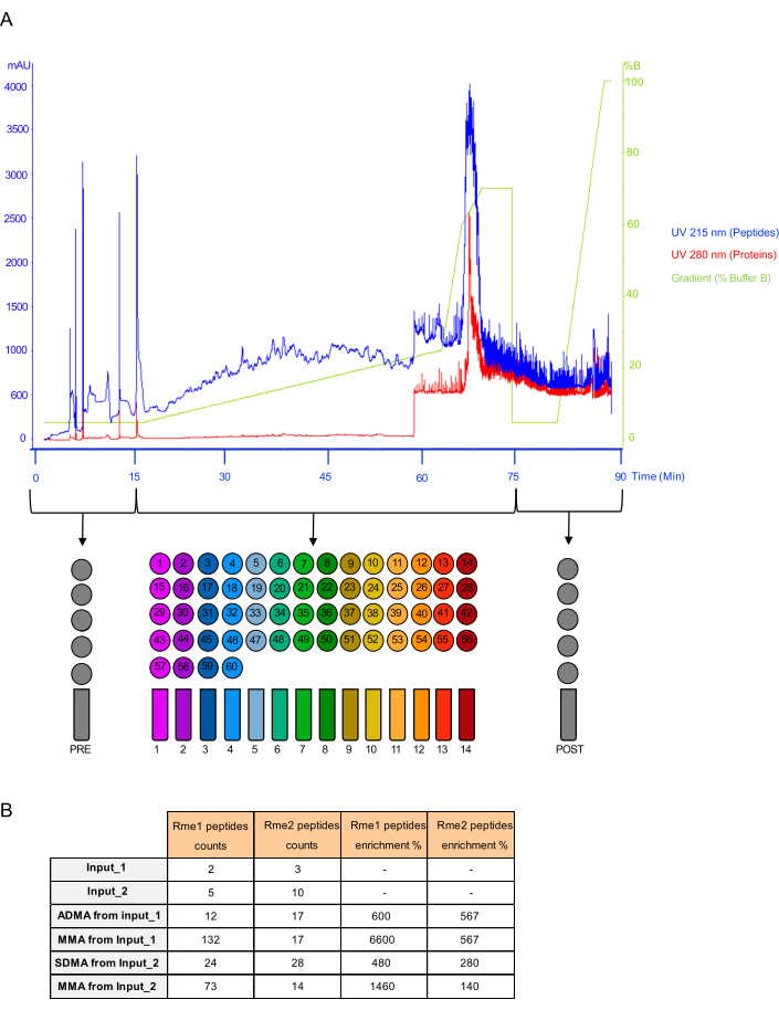 Protein chromatography UV spectra; process diagram; protein and peptide separation analysis results.
