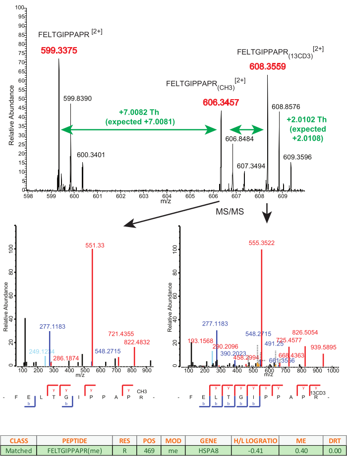 Mass spectrometry analysis; peptide fragmentation spectra; graph; HSPA8 protein profiling.
