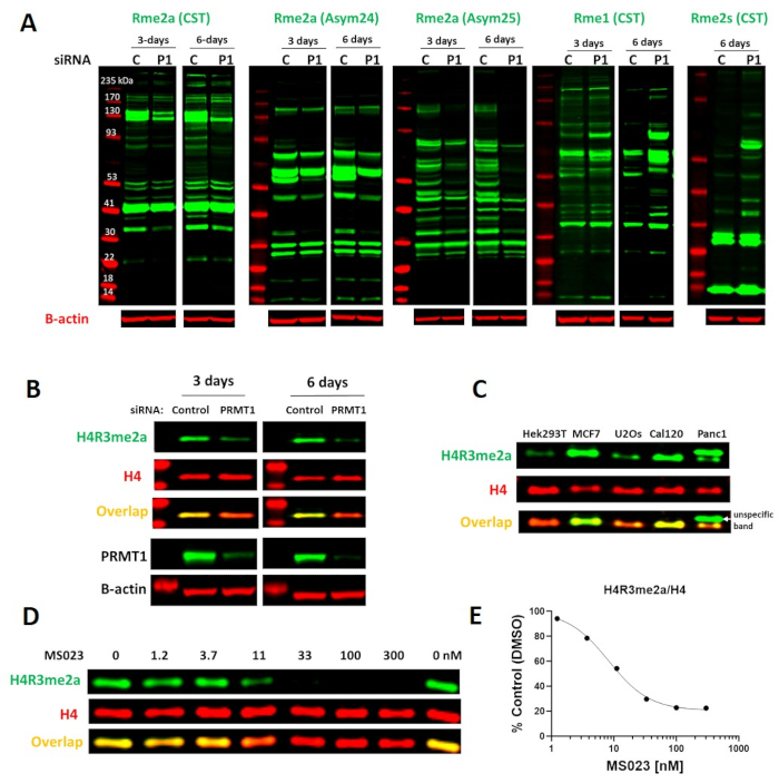 figure-results-1 Protein expression and modification analysis; Western blot results; siRNA effect; PRMT1 role; H4R3me2a detection.