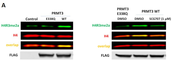 figure-results-2 Western blot showing H4R3me2a expression; PRMT3 effects on histone modification, overlap analysis.