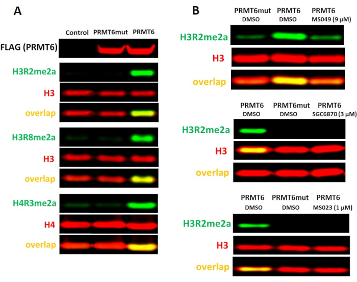 figure-results-5 PRMT6 methylation analysis, western blot diagram showing histone modifications with H3 and H4 overlap.