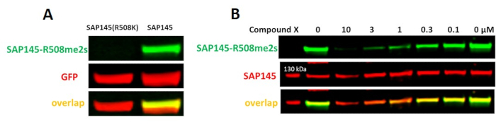 figure-results-8 Fluorescence microscopy analysis of SAP145 protein and binding with compound X, showing GFP overlap.