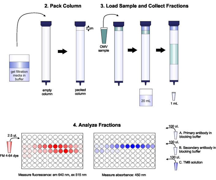 Gel filtration chromatography diagram; processes: packing column, loading OMV sample, fraction analysis.
