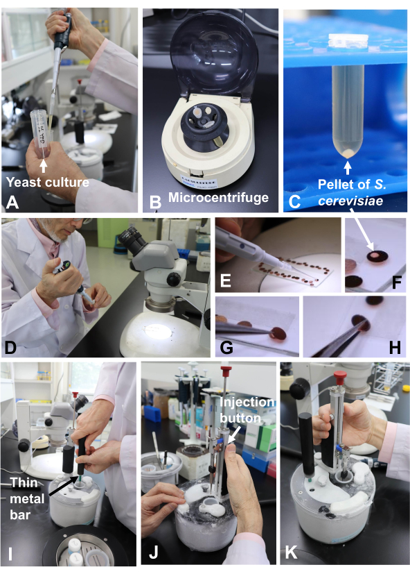 Yeast culture preparation, centrifugation, spectroscopic analysis; microscope, injection setup, S. cerevisiae.