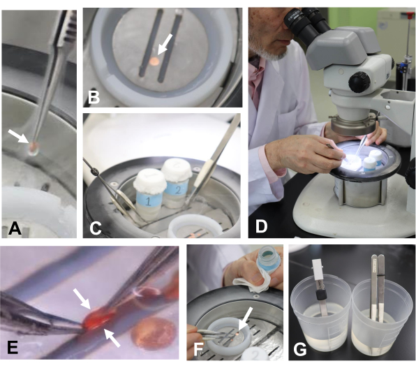 Microscopy and microinjection setup for material analysis, showing experimental samples and tools.