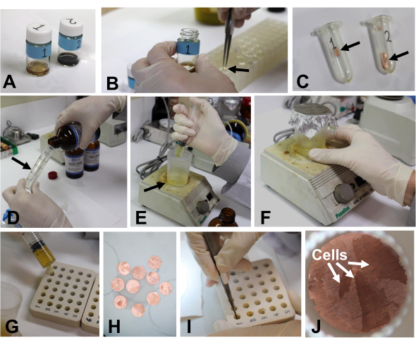 Cell extraction and isolation, biochemical process, sample preparation, laboratory experiment sequence.