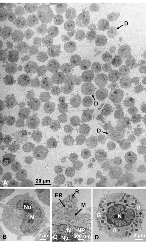 Electron microscopy images of various cell structures; organelle visualization; cellular analysis.