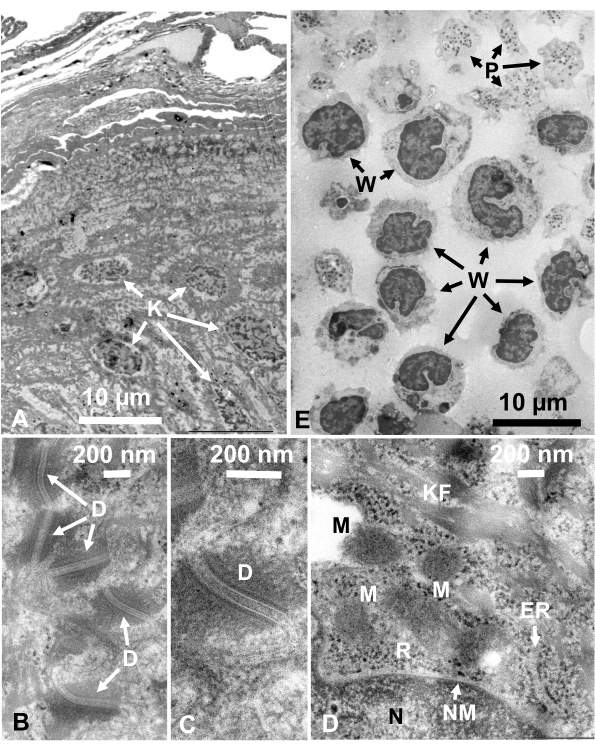 Histology and electron microscopy images; cellular structures, organelles labeled for structural analysis.