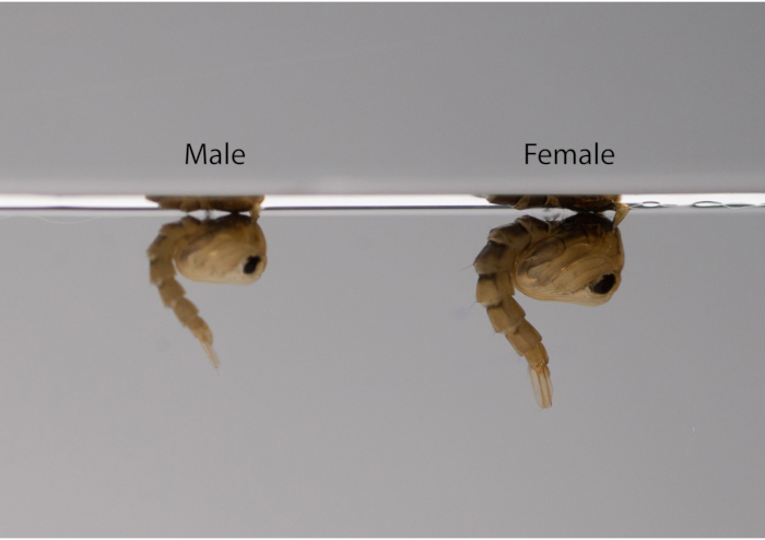 Mosquito larvae, male vs female, diagram showcasing aquatic larval stage, morphology difference.