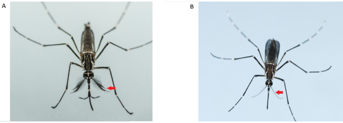 Mosquito identification comparison, diagram with red arrows marking distinguishing features.