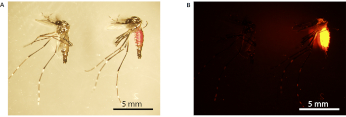 Mosquito fluorescence comparison; natural vs. modified under UV; microscopy image; genetic study.