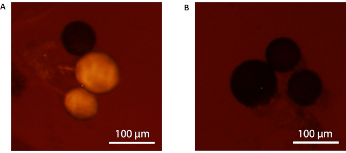 Microscopy image of cell clusters under visible light, 100 micrometer scale, biological study.