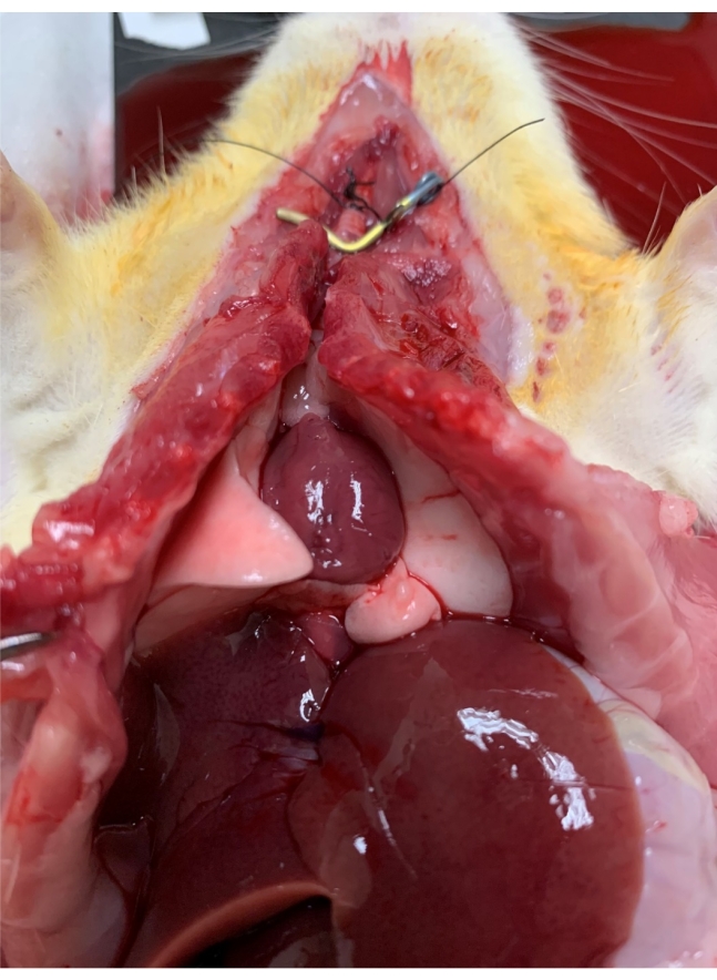 figure-results-3 Animal dissection showcasing anatomical structure; educational biology experiment on internal organs.