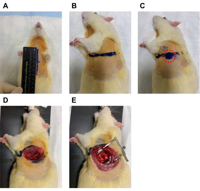 figure-results-5 Surgical procedure on a rat, step-by-step incision preparation and wound exposure, experimental method.