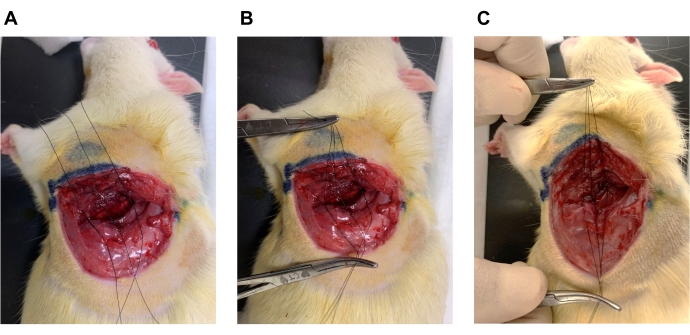 figure-results-8 Surgical wound closure diagram in rats; suturing process; experimental surgical technique.