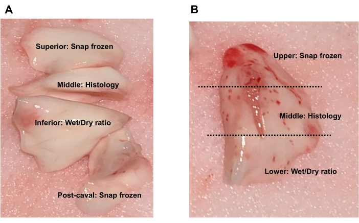 figure-results-9 Tissue sample sections analysis: snap frozen, histology, wet/dry ratio; experimental comparison.