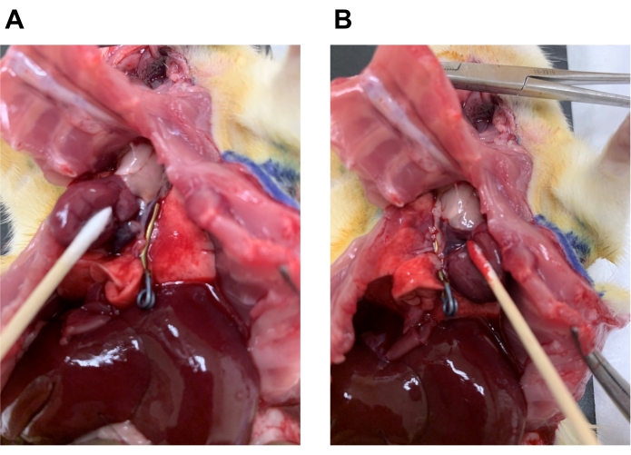 figure-results-10 Surgical procedure on animal liver; medical experiment setup for hepatic portal vein evaluation.