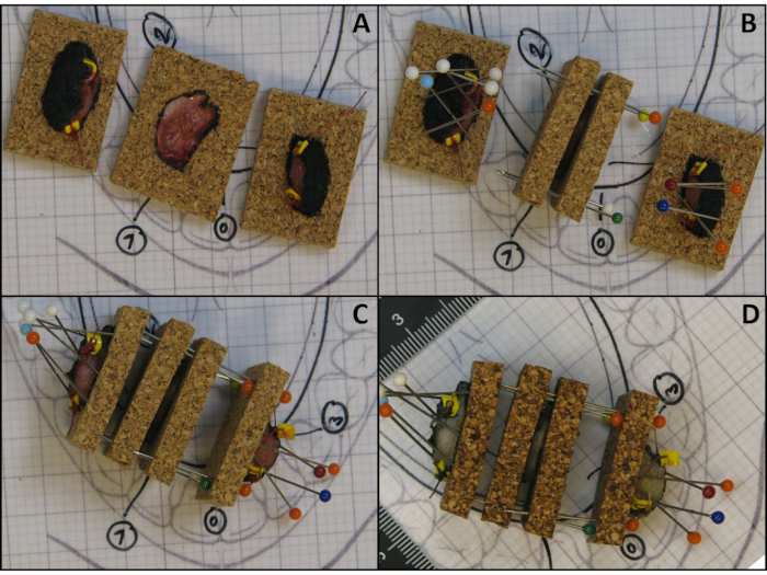 figure-protocol-4 Static equilibrium diagram with cork blocks and pins showing balance setup on graph paper.
