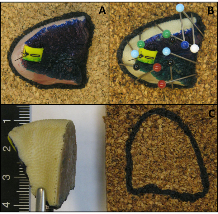 figure-protocol-5 Cross-section shell model; diorama with pins indicating inner structure; experimental visualization.