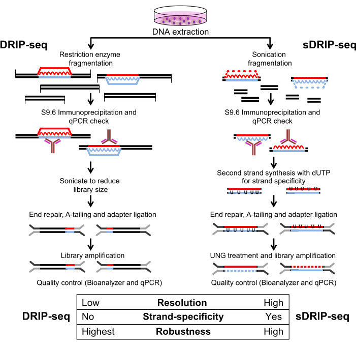 DRIP-seq vs sDRIP-seq diagram; DNA extraction, immunoprecipitation, qPCR, library amplification.