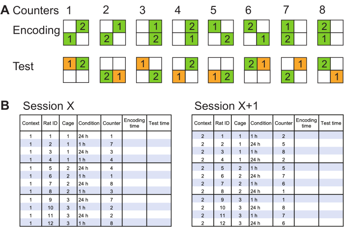 Memory encoding test setup, diagram of rat experiment sessions, encoding, and test time data analysis.