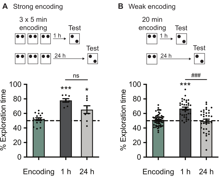 figure-results-1 Strong vs. weak encoding exploration time; bar chart; memory retention test results.