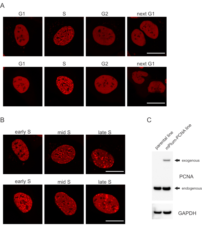 Cell cycle fluorescence microscopy; DNA synthesis in S phase; microscopy image; protein analysis.