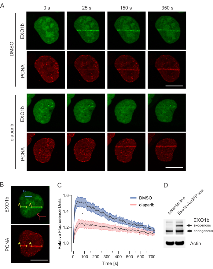 Fluorescence microscopy of EXO1b and PCNA, DMSO vs. olaparib, analysis of relative fluorescence.