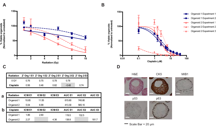 Radio- and chemoresponse analysis graph, table, IHC staining; organoid viability effects.