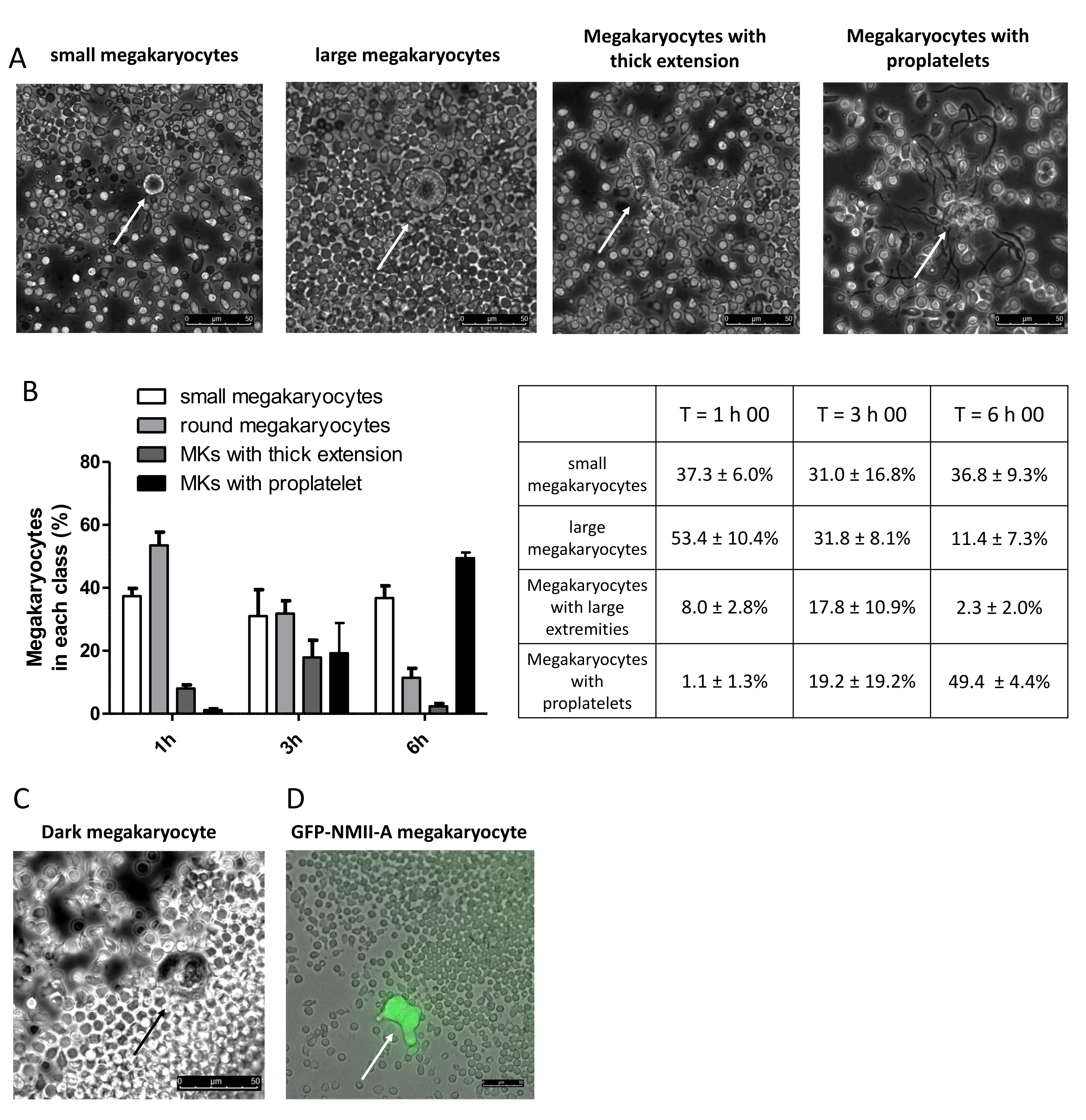 Proplatelets Video: Proplatelet Formation Dynamics of Mouse Fresh Bone Marrow Explants