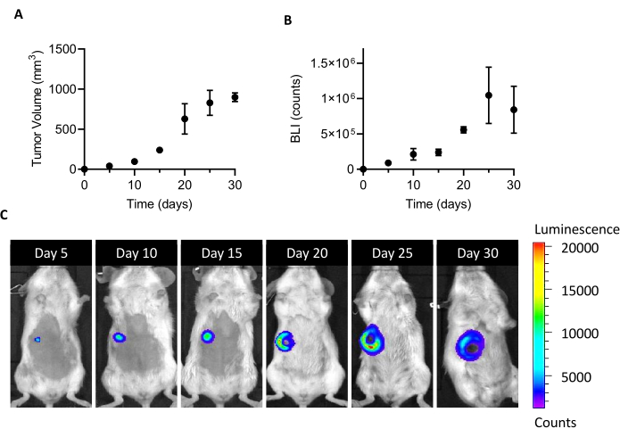 Tumor growth analysis; Graphs of volume, BLI; Mouse luminescence imaging over 30 days.