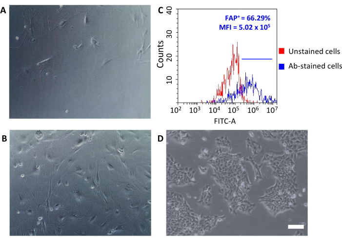 Cell microscopy and flow cytometry analysis; microscopy images and fluorescence intensity histogram.