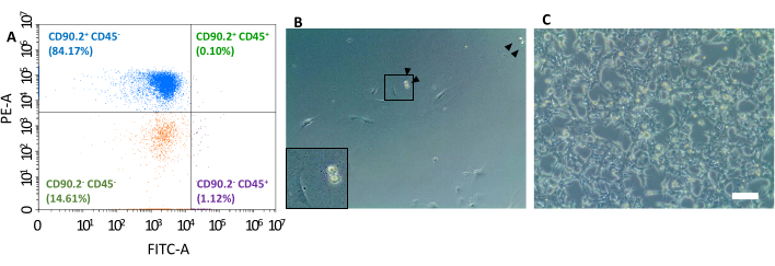 Flow cytometry diagram, microscopy images; cell analysis, CD90/CD45 markers, FITC-A vs PE-A scatterplot.