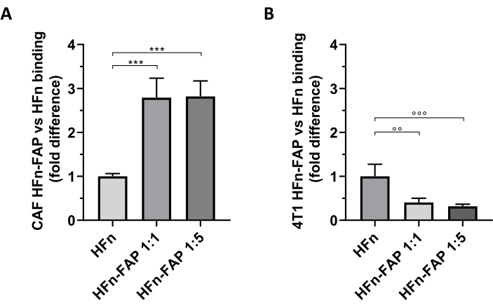 Bar graph comparing CAF and 4T1 HFn-FAP vs. HFn binding, showing fold difference results.