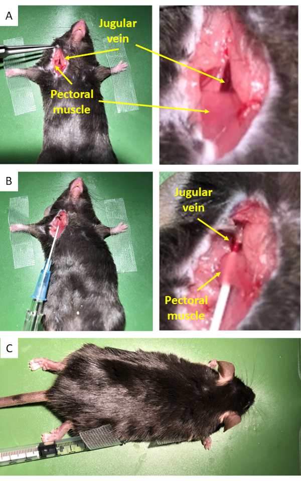 figure-results-2 Jugular vein procedure on a mouse, step-by-step anatomical dissection diagram for scientific study.