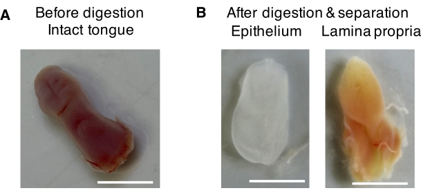 Tongue digestion process; intact tongue, epithelium, lamina propria; experimental results.