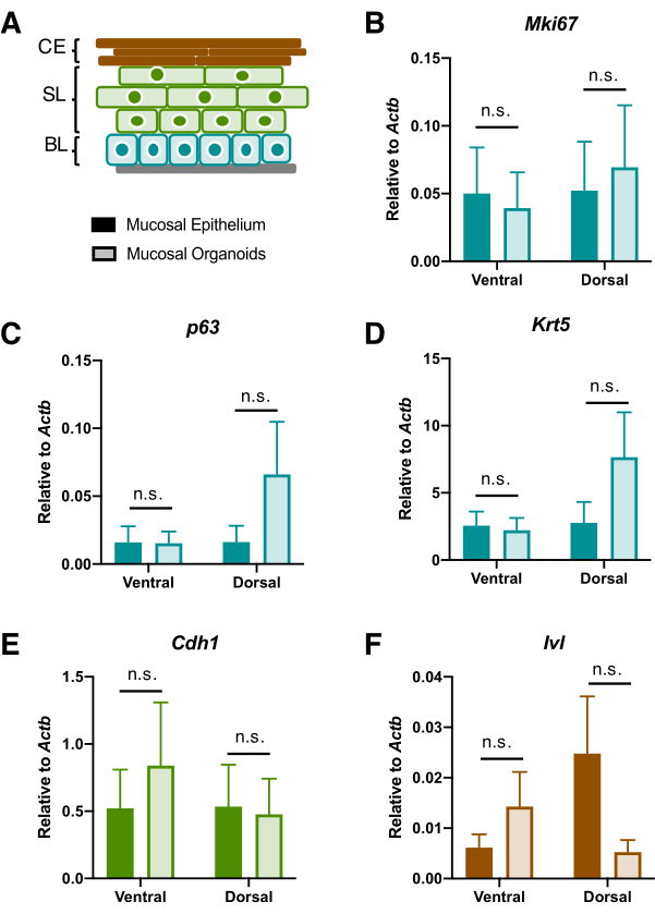 Mucosal organoid structure diagram and bar charts of gene expression analysis, relative to Actb.