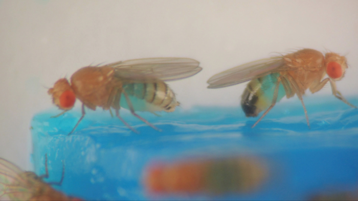 Dsp Insect An Adjustable High-Definition Imaging System for Behavioral Studies of ...